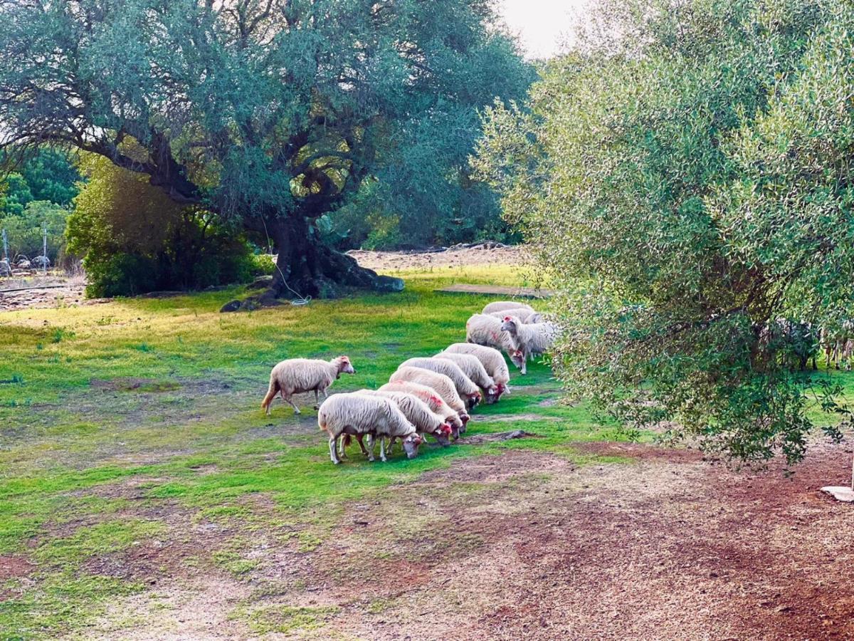 Vakantieboerderij Conca' E Janas Dorgali